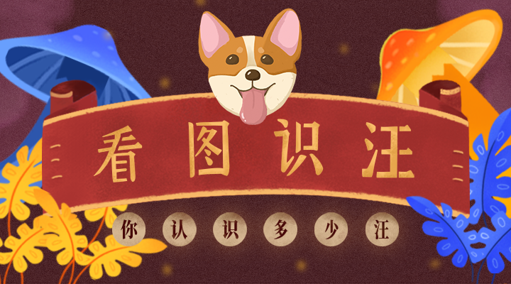 看图识汪